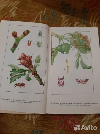 Книга Советы Садоводу-Любителю