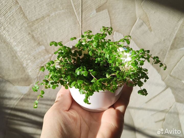 Солейролия