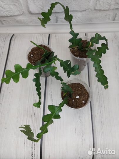 Эпифиллум ангулигер, гастерия