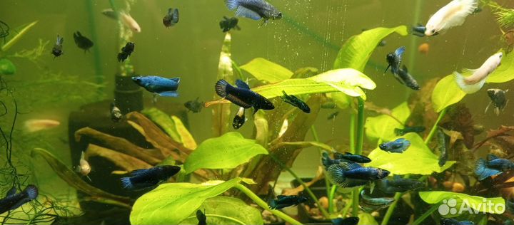 Рыбка петушок