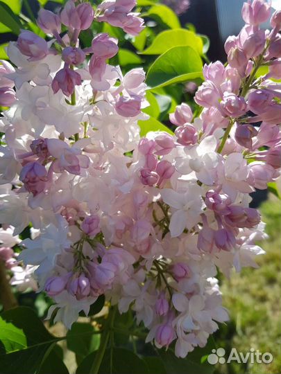 Сирень Красавица Москвы, штамб