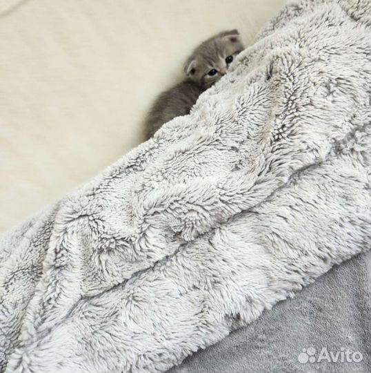 Вислоухие котята в добрые руки