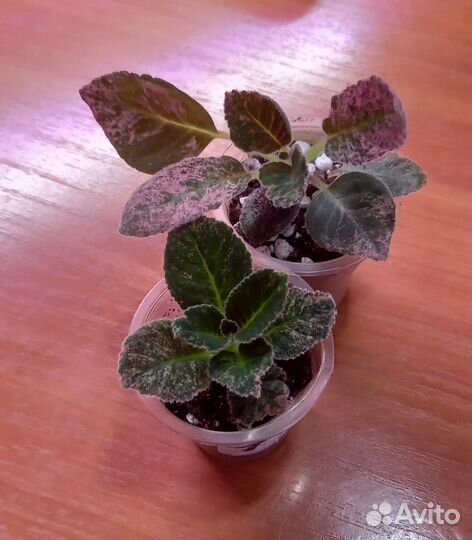 Вариегатная глоксиния Аurora borealis