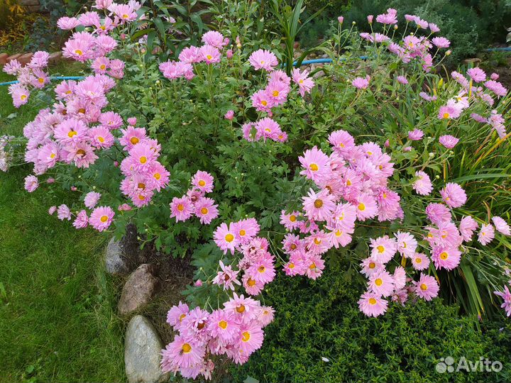 Хризантема