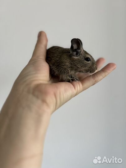 Белки дегу, два мальчика 2 месяца в хорошие руки