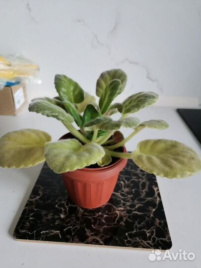 Фиалки сортовые