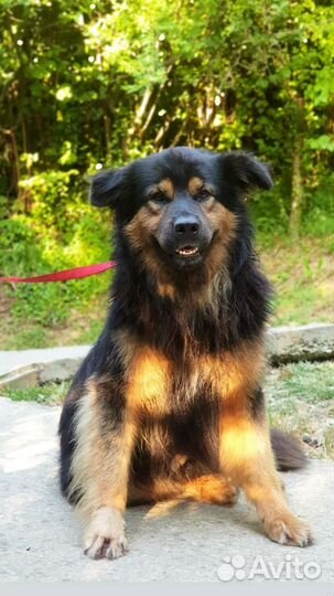 Собака ищет дом