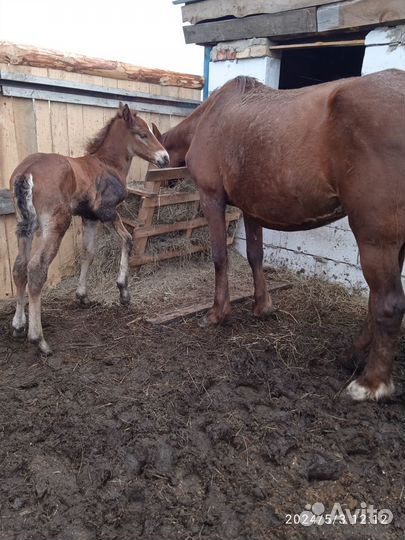 Лошадь с жеребенком