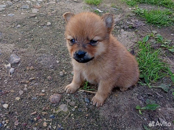 Щенок 1 месяц, девочка