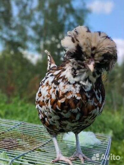 Куры Падуаны