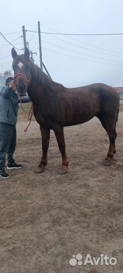 Продам лошадь