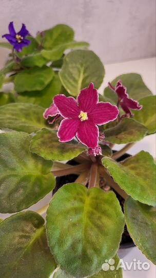 Фиалки цветущие в горшке