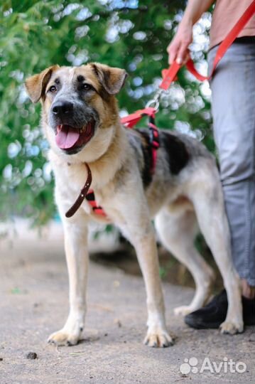 Собака в дар