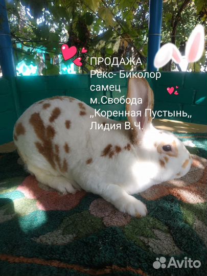 Кролики- Рексы