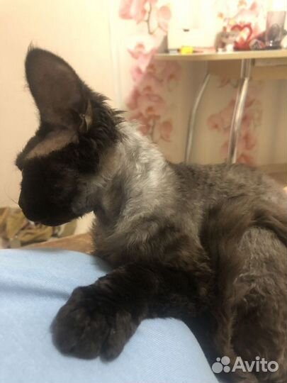 Котята девон рекс