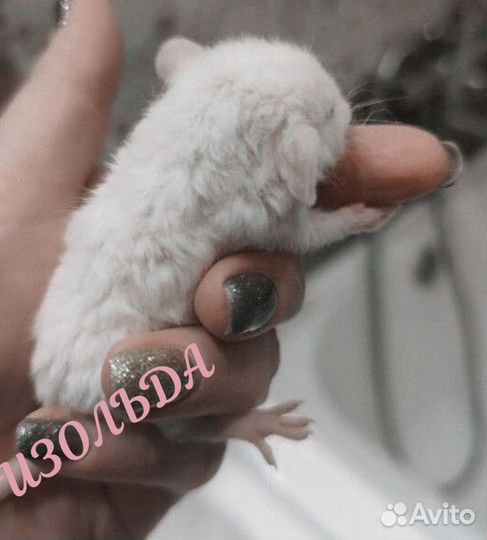 Крысята рексы