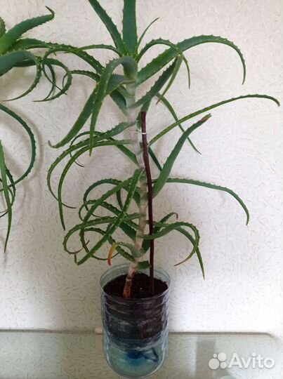 Алоэ столетник