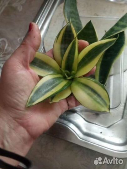 Сансевиерия голден Ханни