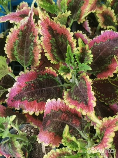 Колеусы вегетативные