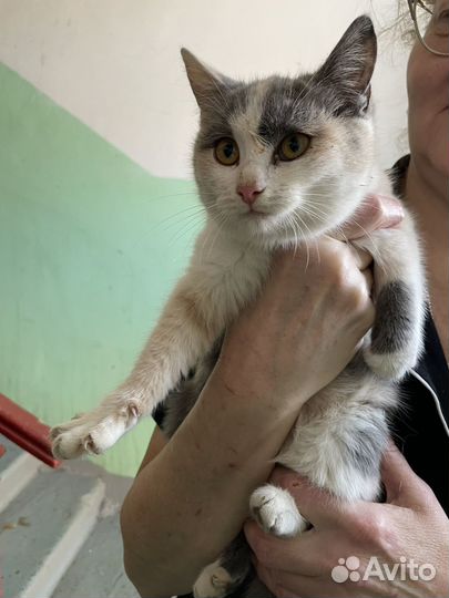 Кошечка в добрые руки