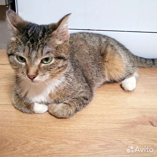 Кошечка, 6 мес