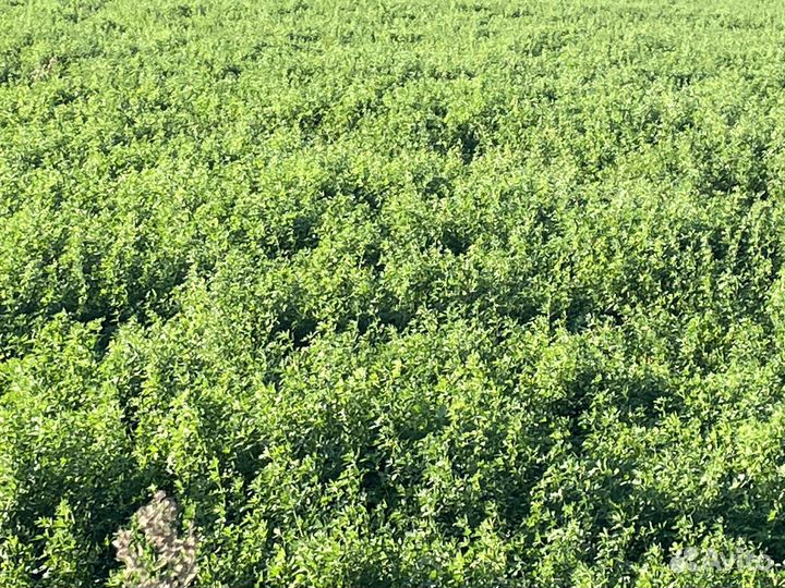 Сено люцерны в рулонах