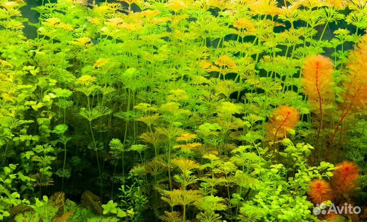 Аквариумные растения