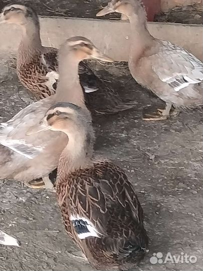 Утки Руанские