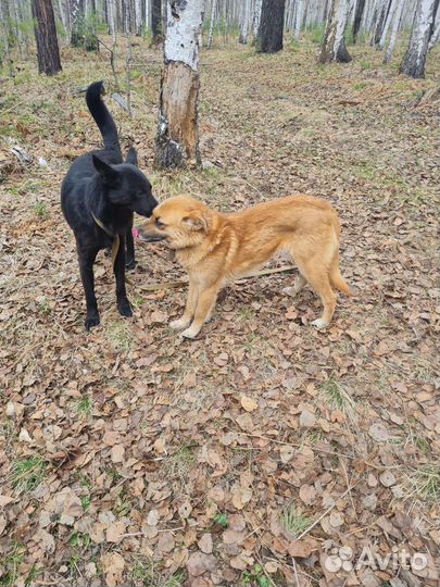 Собака Наташка