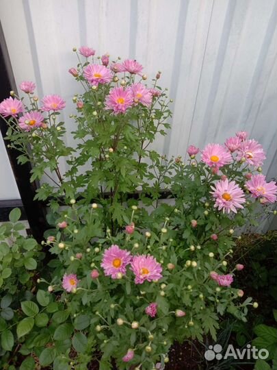 Хризантема