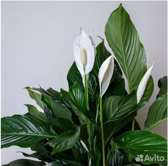 Спатифиллум