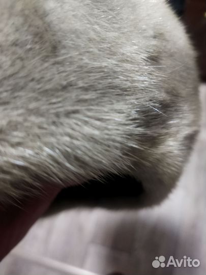 Шапка зимняя женская меховая