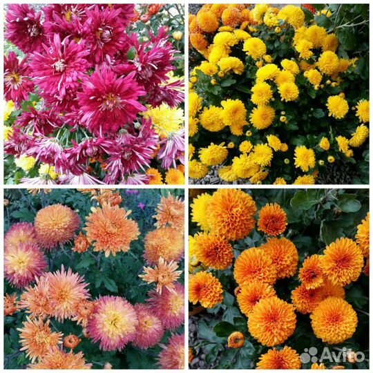 Хризантемы