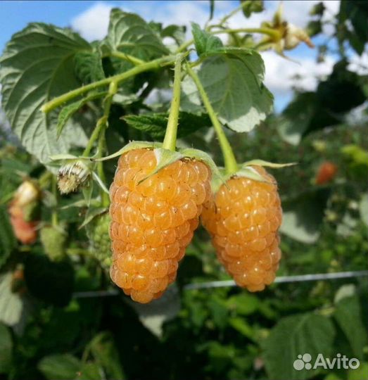 Сажанцы жёлтой малины