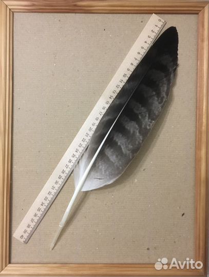 Перья хищных птиц