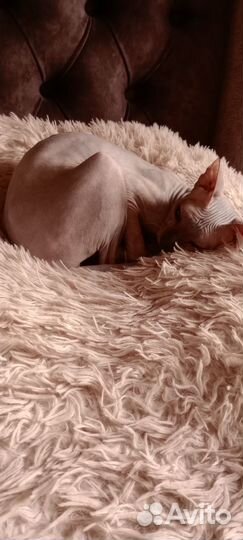 Сфинкс кошка бесплатно