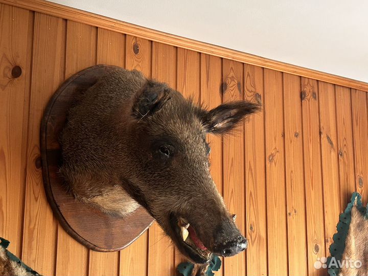 Чучела животных