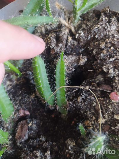 Кактус Питахайя