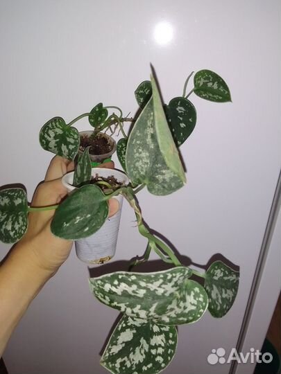 Сциндапсусы, Фикусы (ампел) -лианы