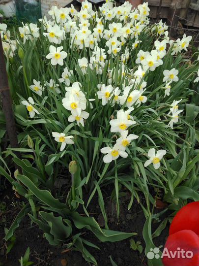 Нарциссы
