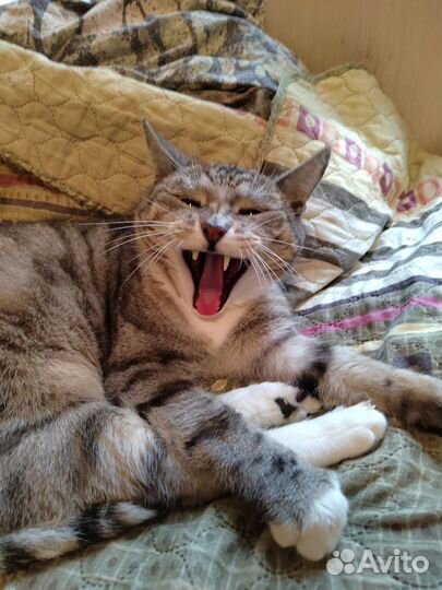 Кошки в добрые руки бесплатно