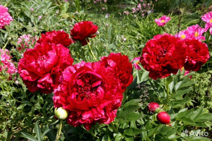 Пион Генри Бокстос