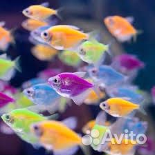 Аквариумная рыба