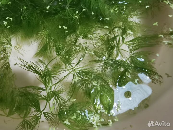 Роголистник