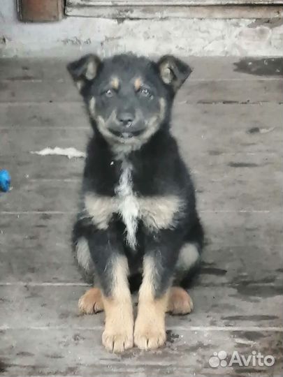 Собака (девочка) бесплатно