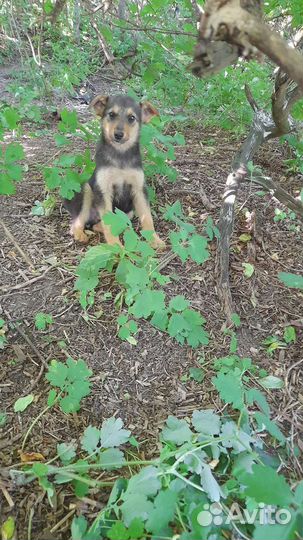 Щенки бесплатно