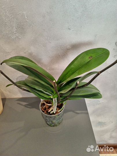 Орхидея фаленопсис бабочка