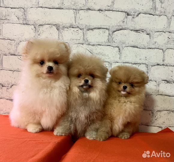 Померанский шпиц