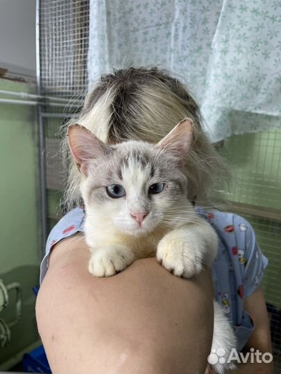 Кошечка в добрые руки