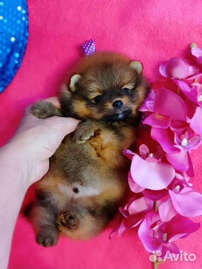 Миниатюрный мишка шпиц